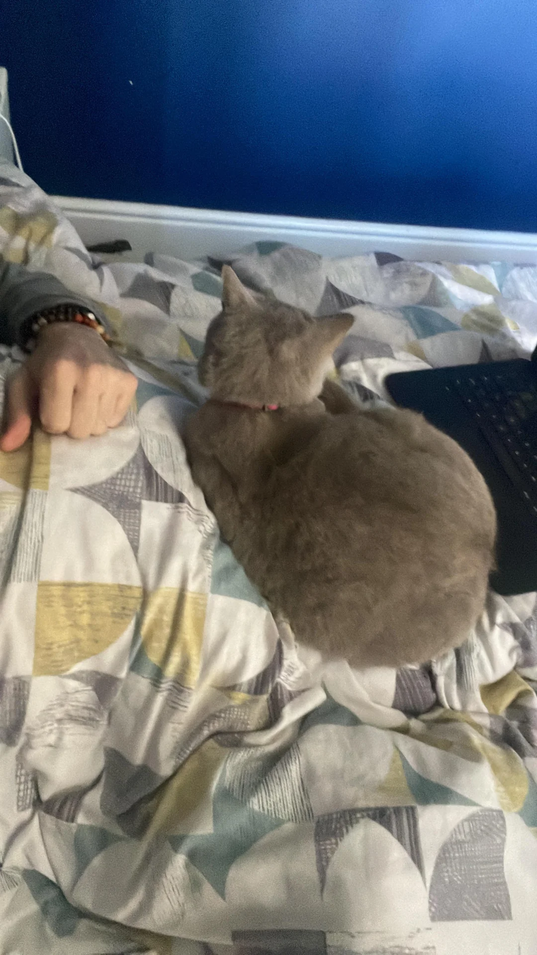 Adoptiertes Kätzchen mit seiner neuen Familie