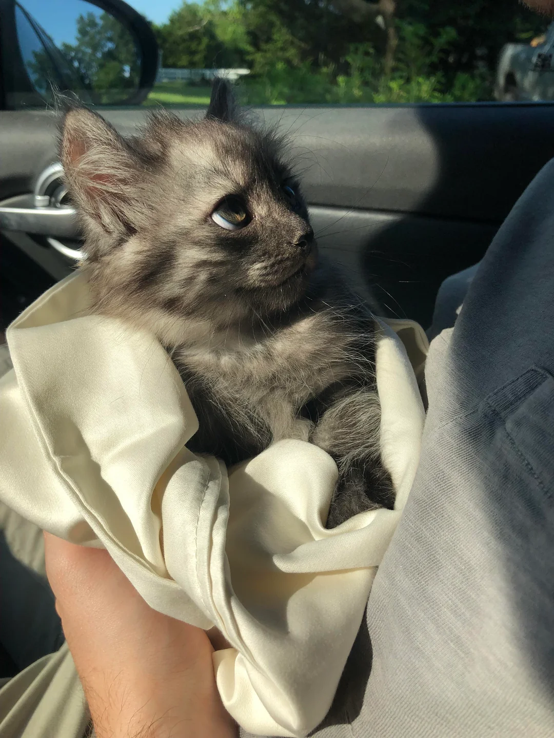 Adoptiertes Kätzchen mit seiner neuen Familie