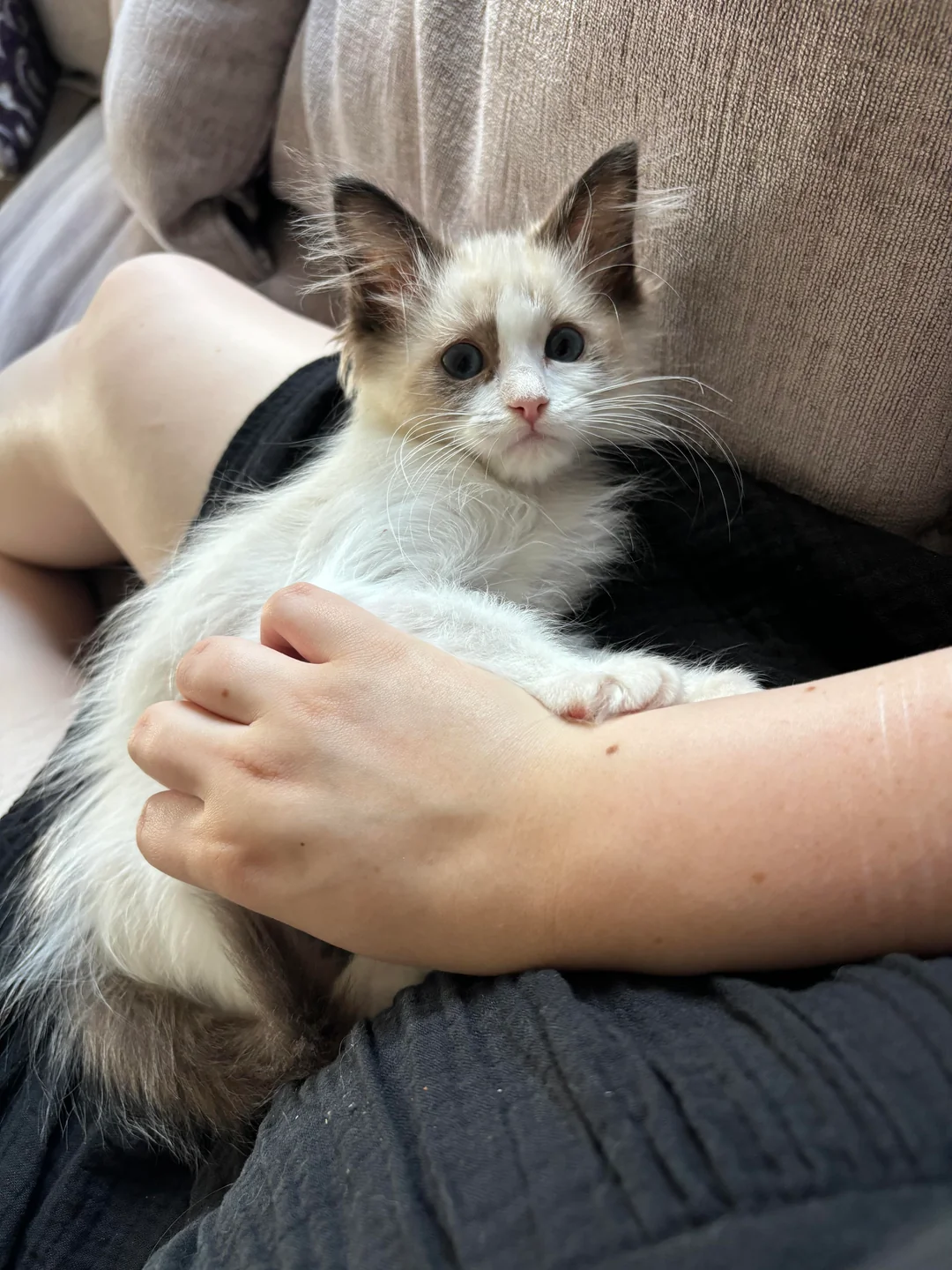 Adoptiertes Kätzchen mit seiner neuen Familie