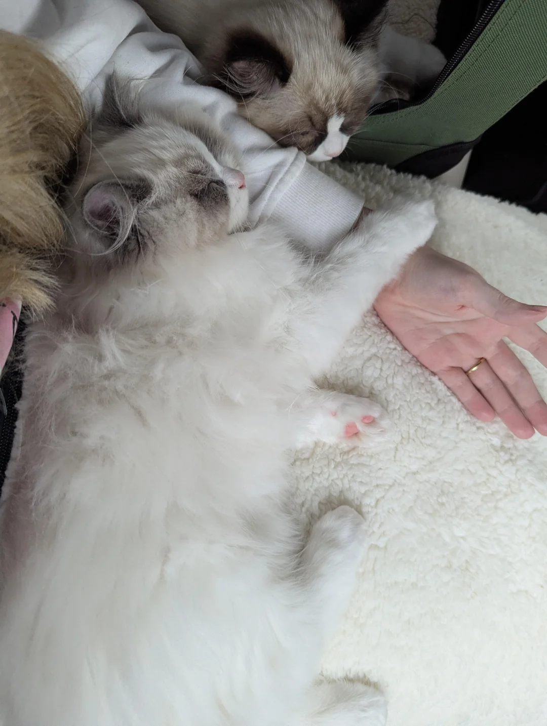 Adoptiertes Kätzchen mit seiner neuen Familie
