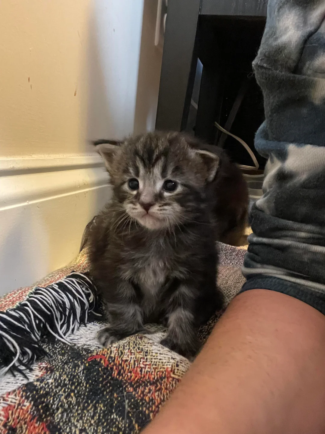 Adoptiertes Kätzchen mit seiner neuen Familie