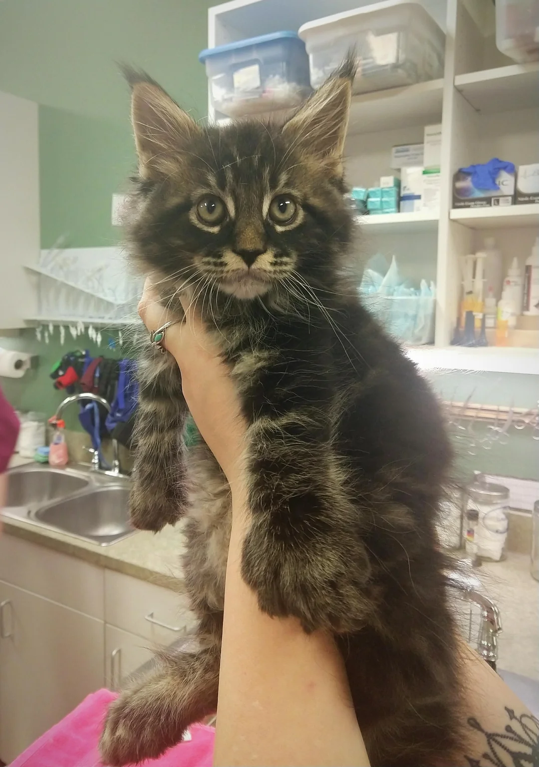 Adoptiertes Kätzchen mit seiner neuen Familie