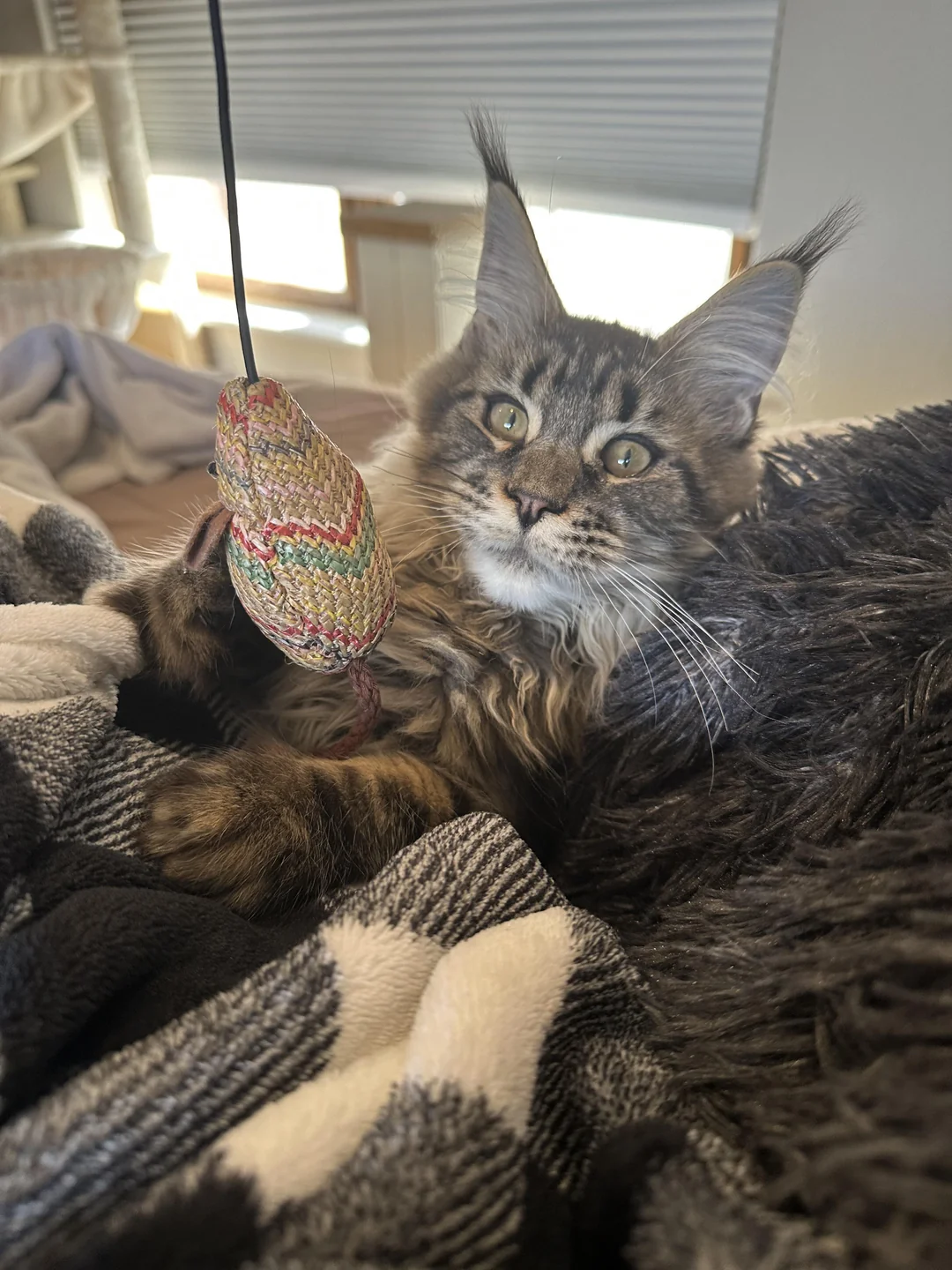 Adoptiertes Kätzchen mit seiner neuen Familie