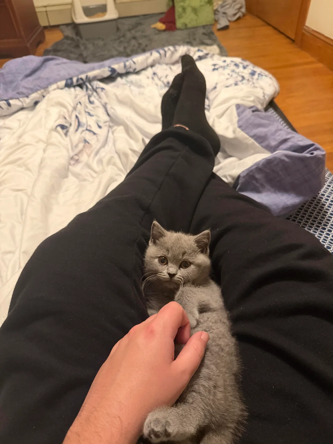 Adoptiertes Kätzchen mit seiner neuen Familie