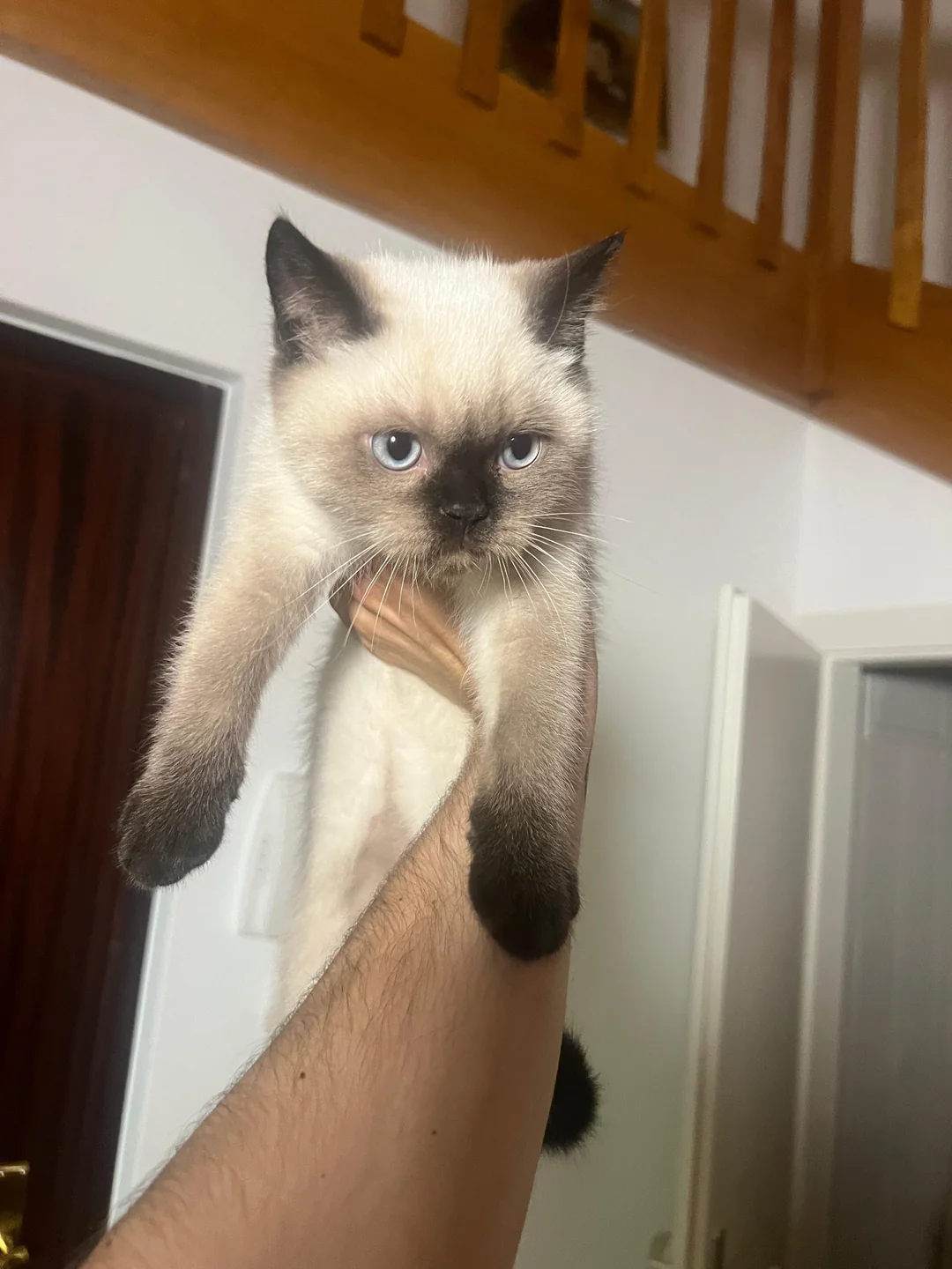 Adoptiertes Kätzchen mit seiner neuen Familie