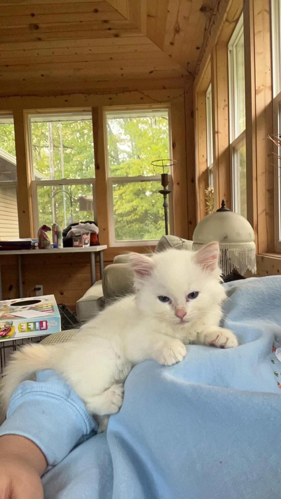 Adoptiertes Kätzchen mit seiner neuen Familie