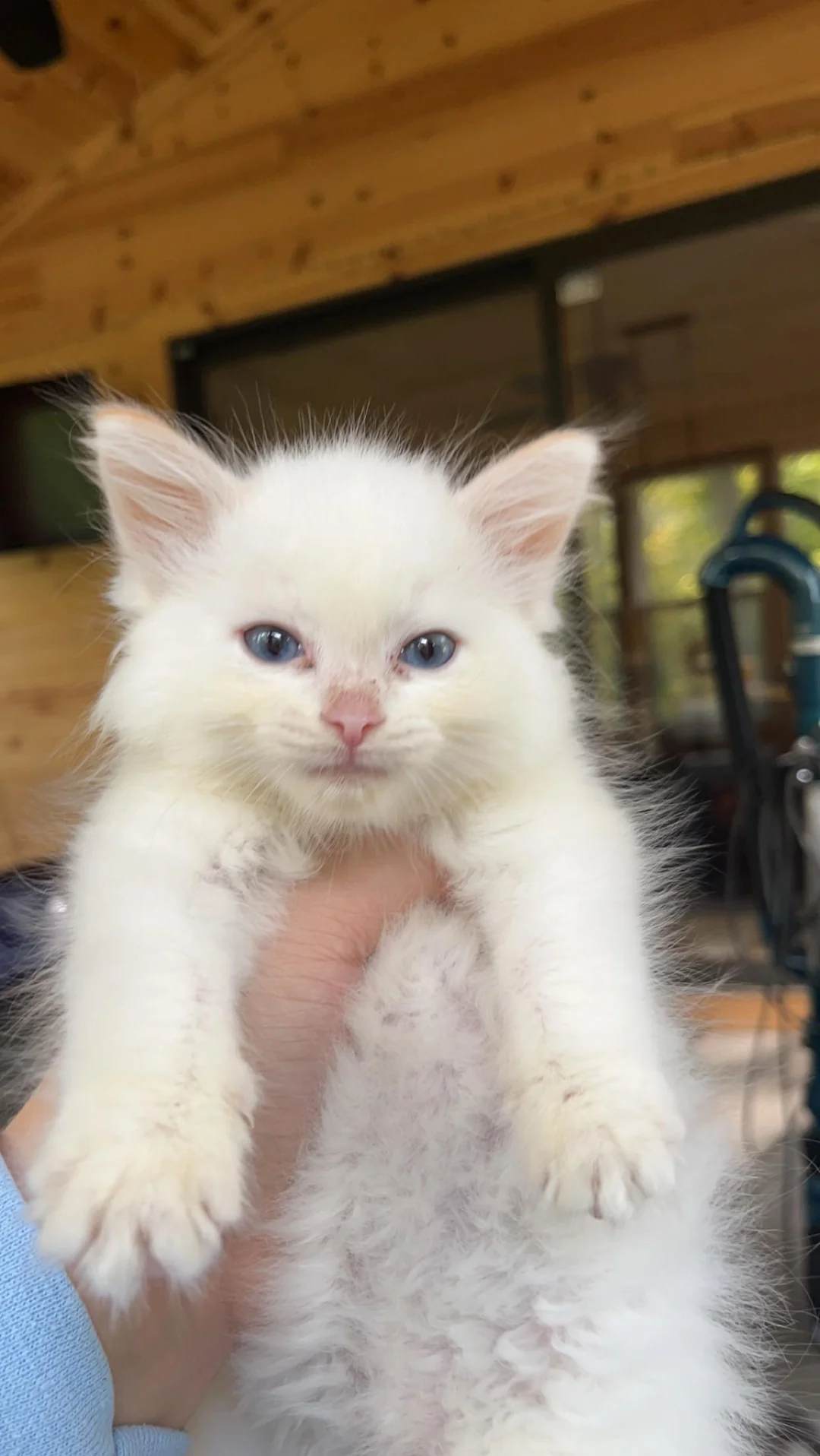 Adoptiertes Kätzchen mit seiner neuen Familie