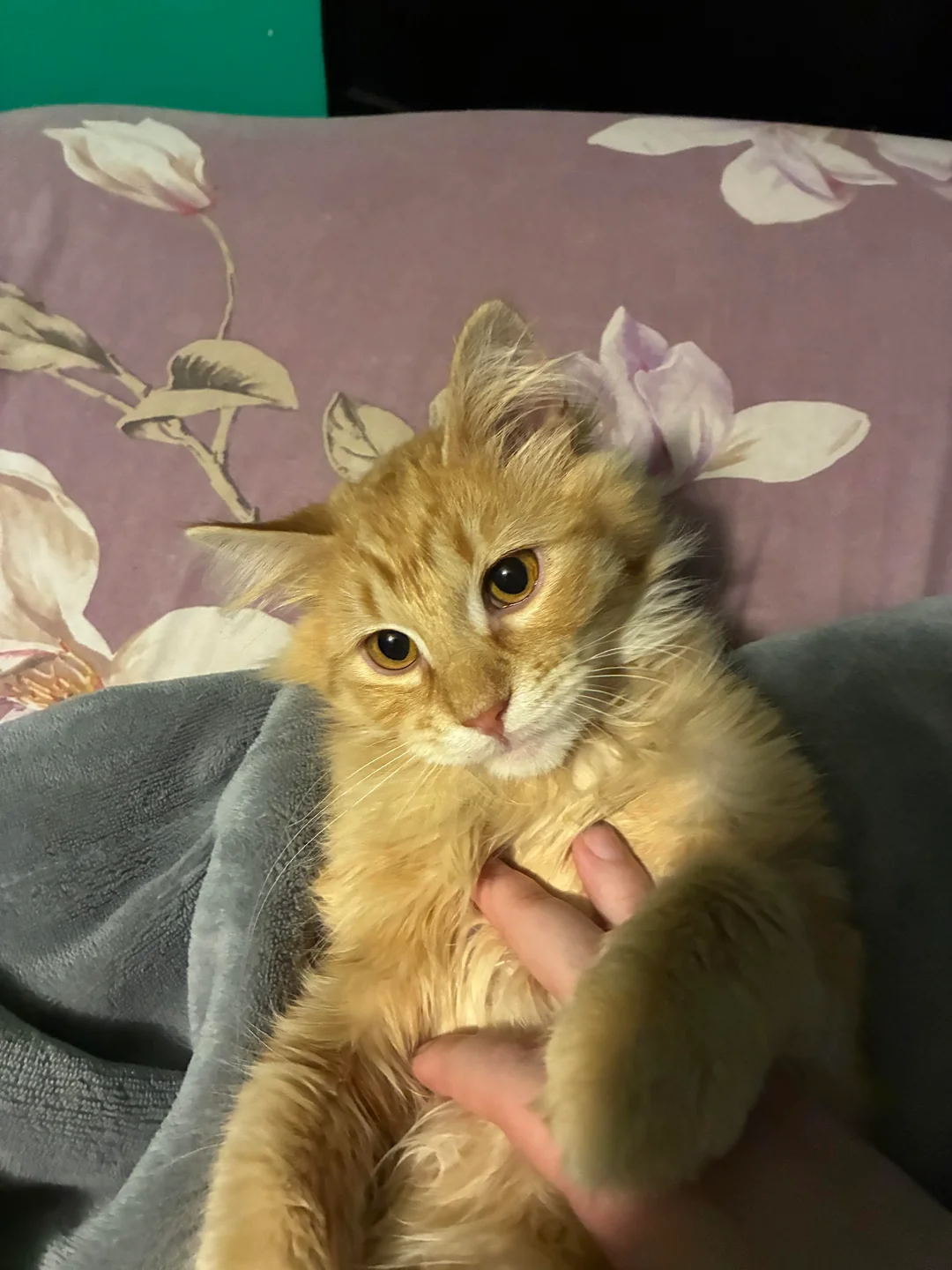 Adoptiertes Kätzchen mit seiner neuen Familie