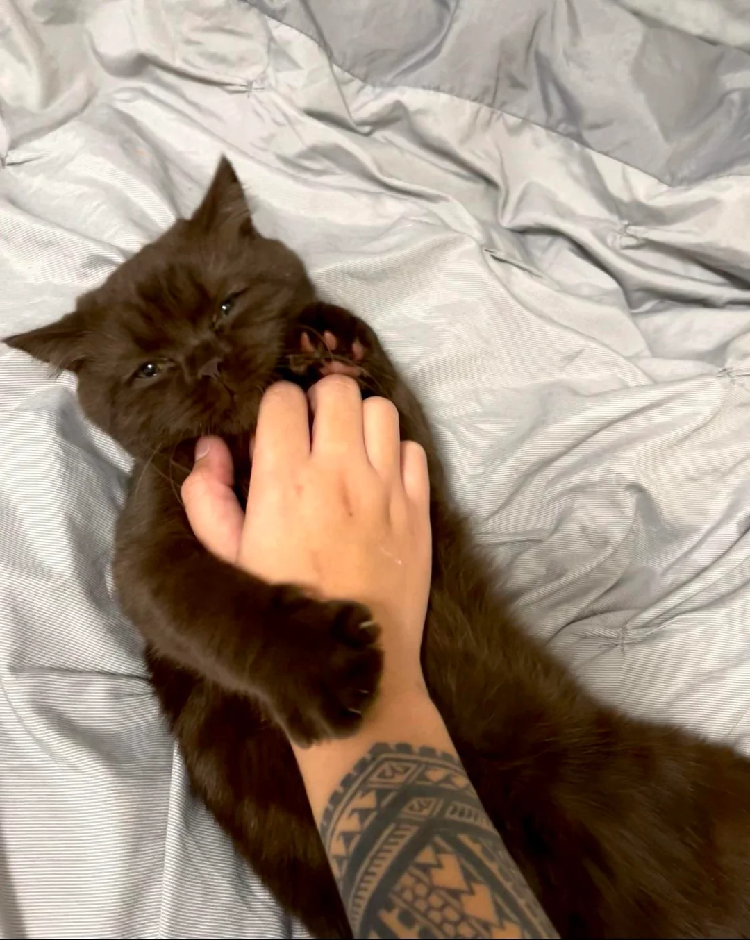 Adoptiertes Kätzchen mit seiner neuen Familie