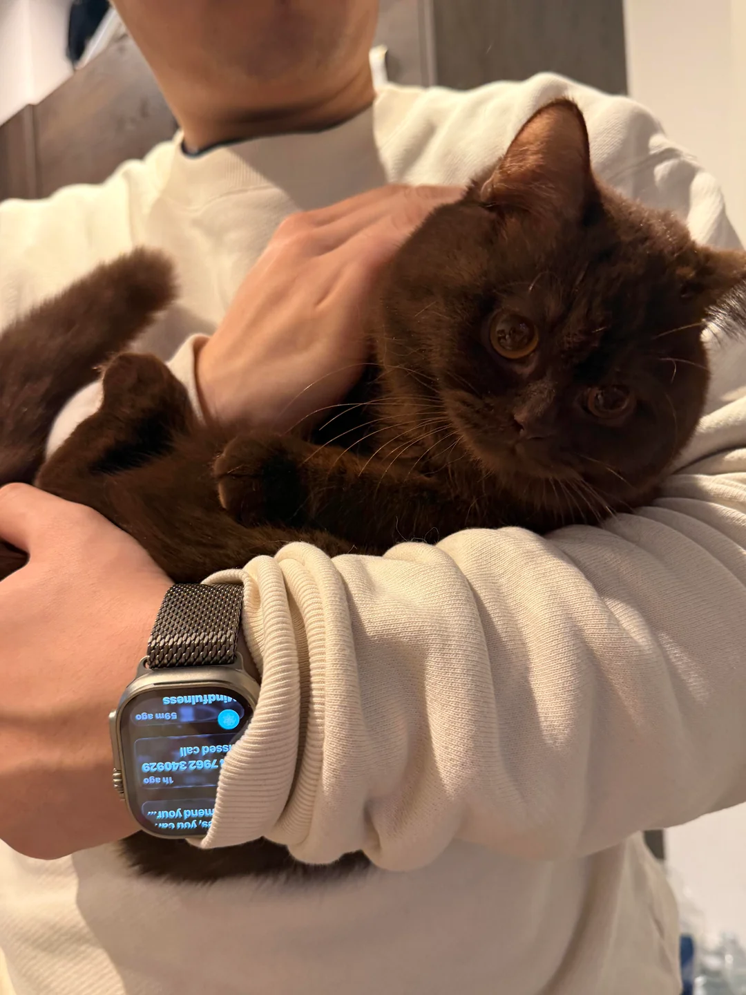 Adoptiertes Kätzchen mit seiner neuen Familie
