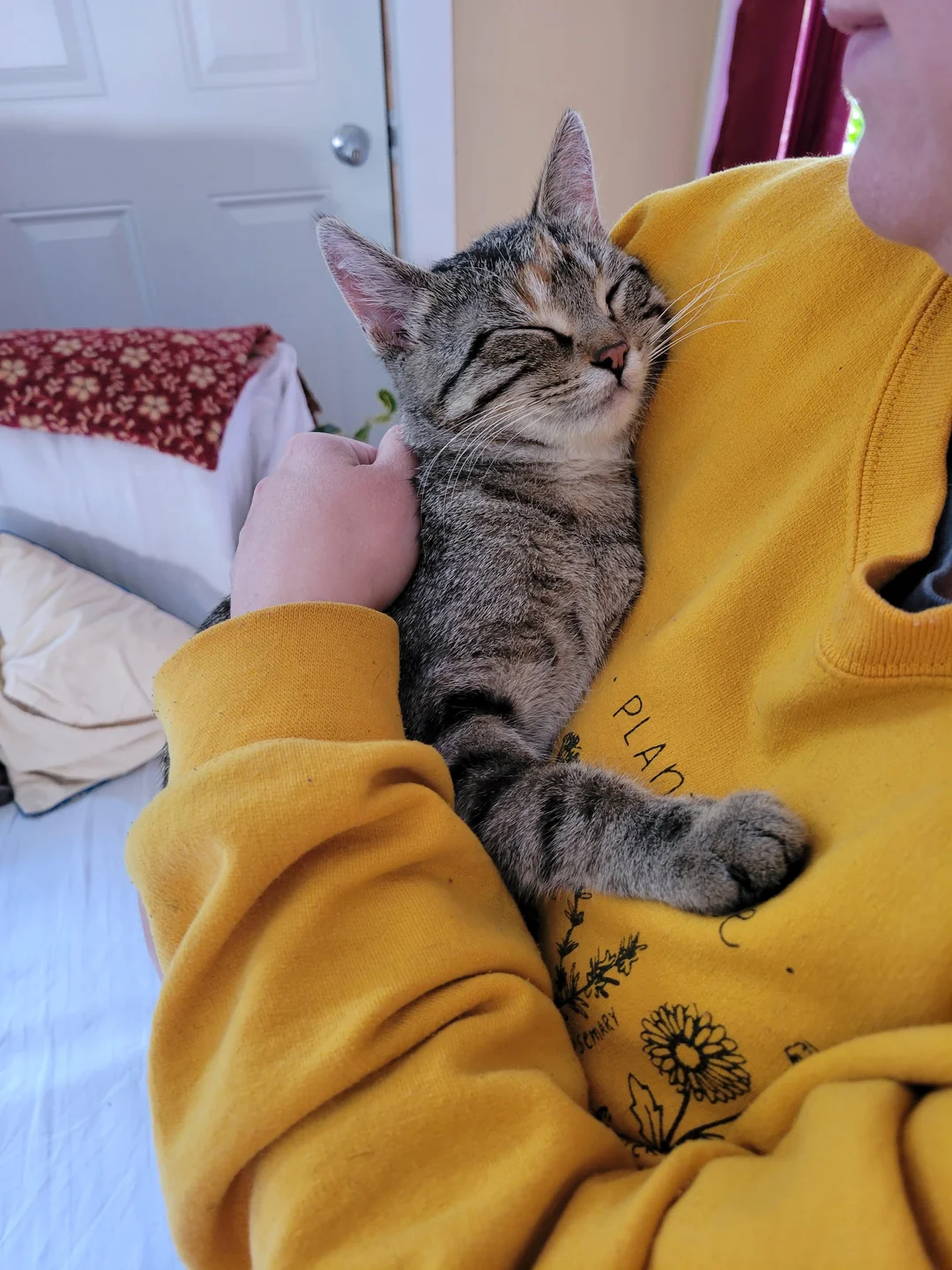 Adoptiertes Kätzchen mit seiner neuen Familie