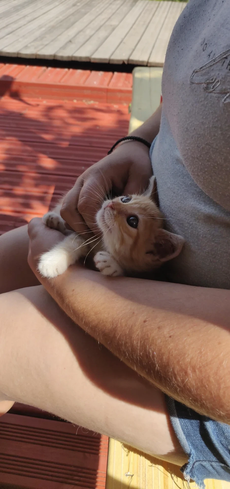 Adoptiertes Kätzchen mit seiner neuen Familie